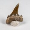 Eocene shark tooth &#8211; Jaekelotodus, The Natural Canvas