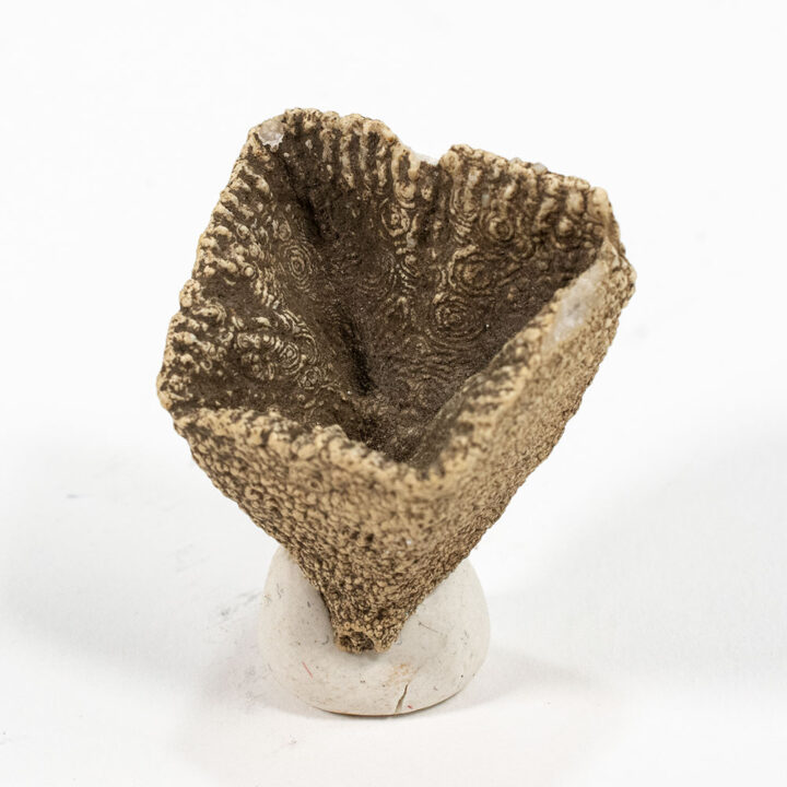 Strange square coral &#8211; Goniophyllum, The Natural Canvas