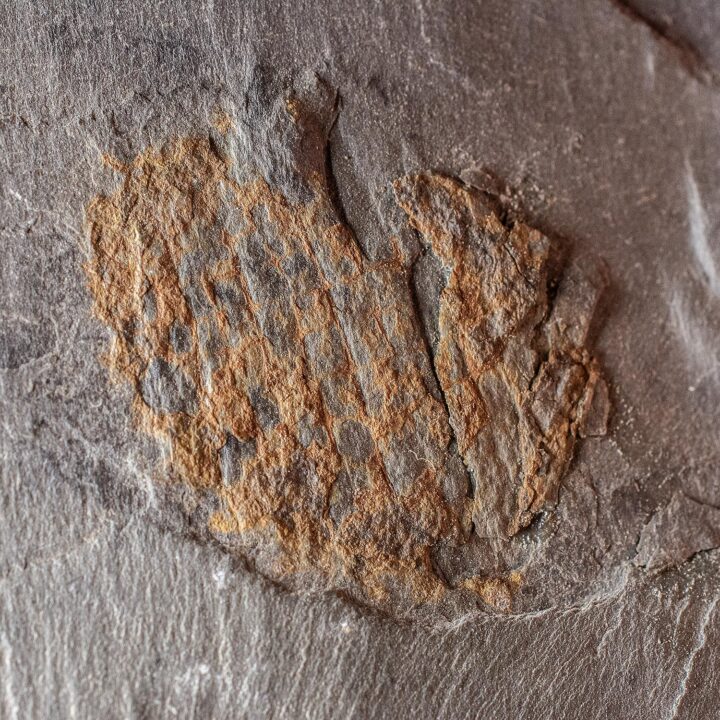 Ultra-rare Burgess Shale Sponge &#8211; Eifelia, The Natural Canvas