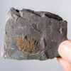 Ultra-rare Burgess Shale Sponge - Eifelia - Image 2