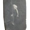 Burgess Shale - Waptia, Burgessia plus bonus - Image 2