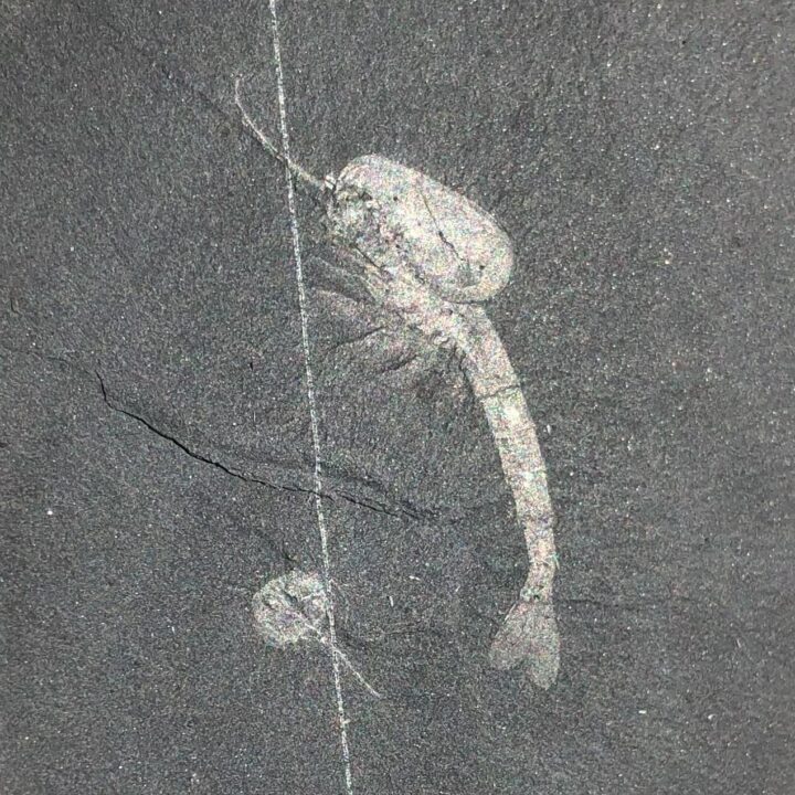 Burgess Shale - Waptia, Burgessia plus bonus