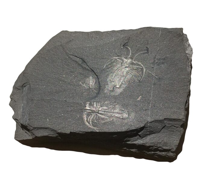 Burgess Shale &#8211; Three Marrellas, The Natural Canvas