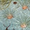 Burgess Shale Sponge - Choia carteri - Image 2