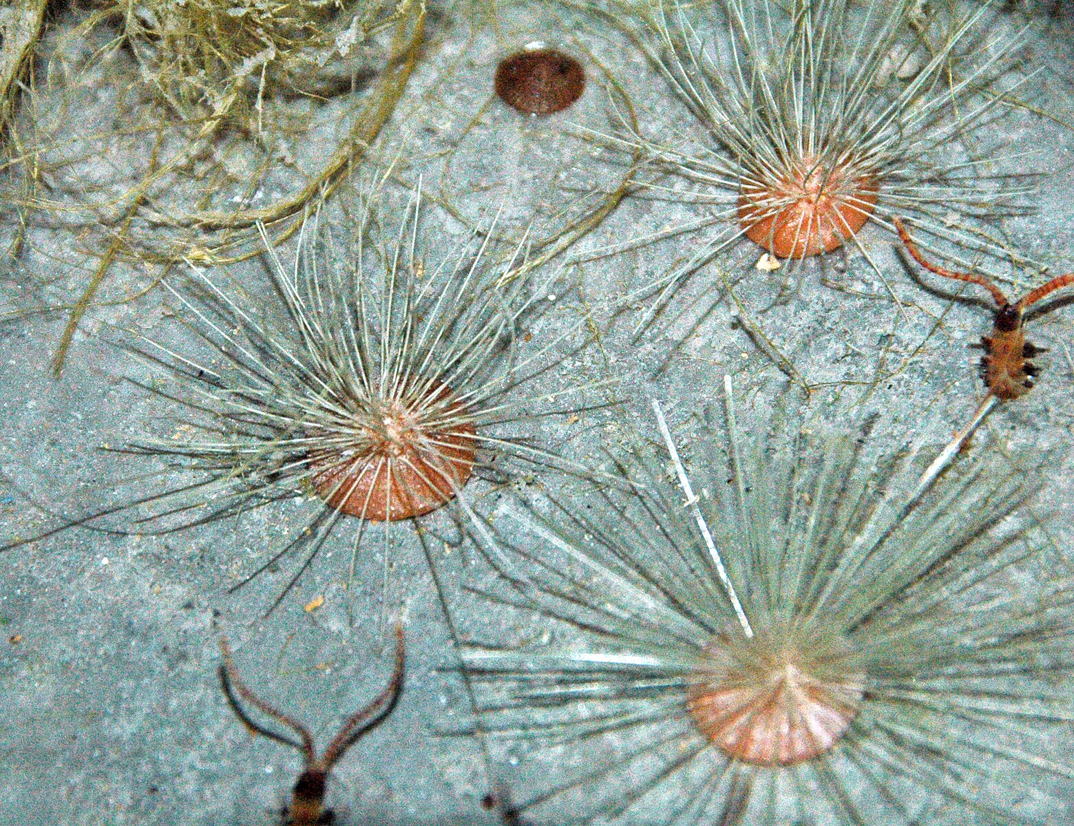 Burgess Shale Sponge - Choia carteri - Image 2