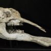 Shovel-tusked mastodon skull &#8211; Platybelodon, The Natural Canvas