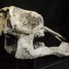 Shovel-tusked mastodon skull &#8211; Platybelodon, The Natural Canvas