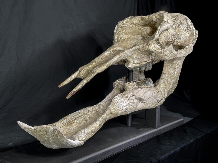 Shovel-tusked mastodon skull &#8211; Platybelodon, The Natural Canvas