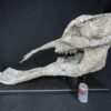 Shovel-tusked mastodon skull &#8211; Platybelodon, The Natural Canvas