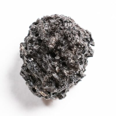 Miocene Fruit - Symplocos