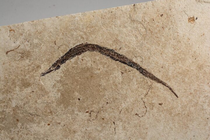 California Pipefish - Syngnathus