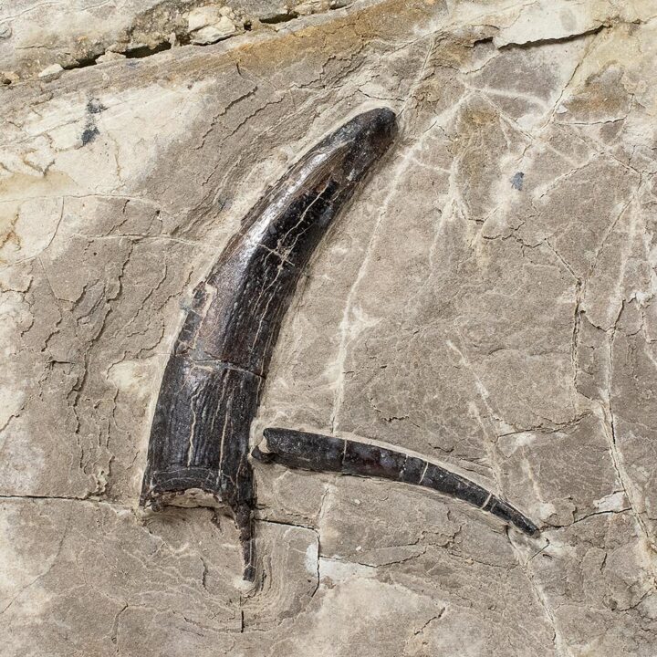 Pterosaur teeth from China &#8211; Haopterus, The Natural Canvas