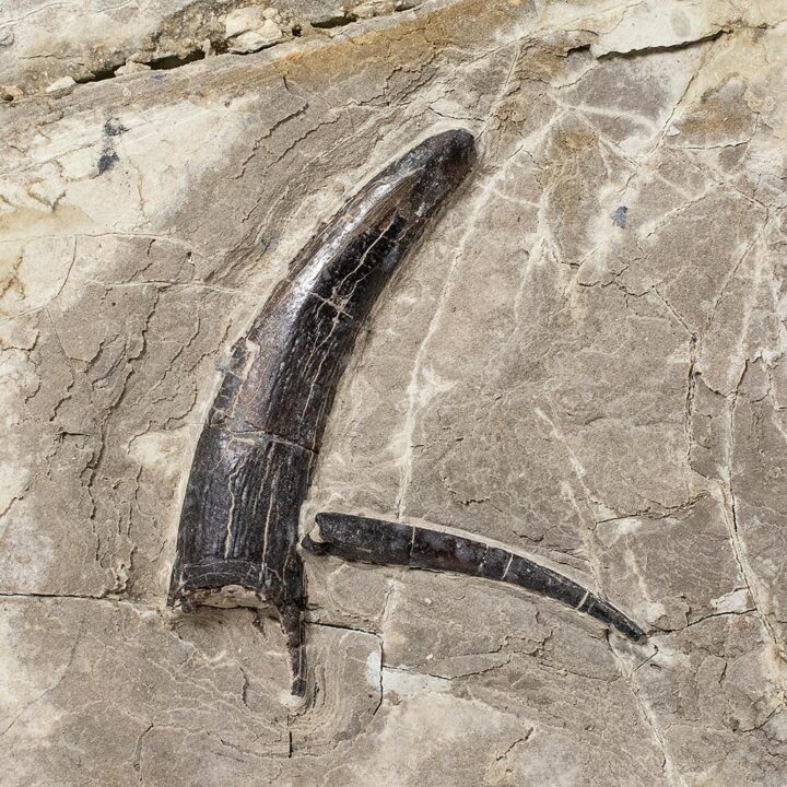 Pterosaur teeth from China - Haopterus