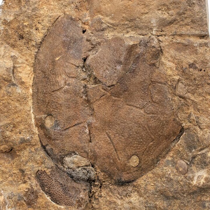Galeaspid fish from China - Polybranchiaspis