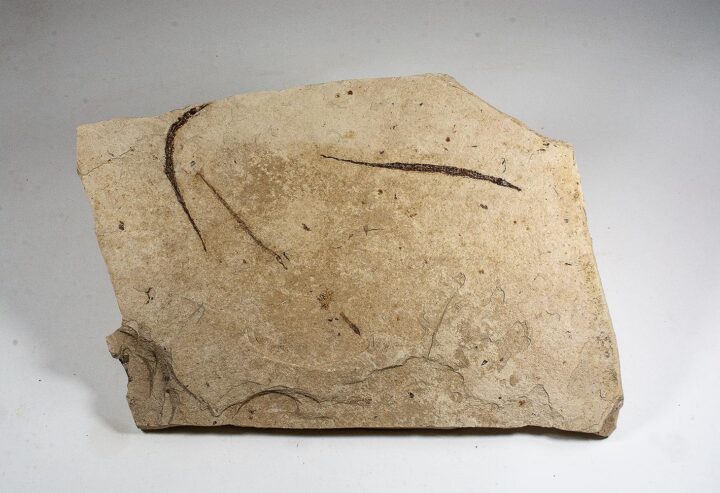California pipefish multiple plate - Syngnathus