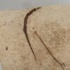 California pipefish multiple plate - Syngnathus - Image 2