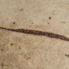 California pipefish multiple plate - Syngnathus - Image 3