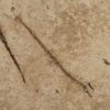 California pipefish multiple plate - Syngnathus - Image 4