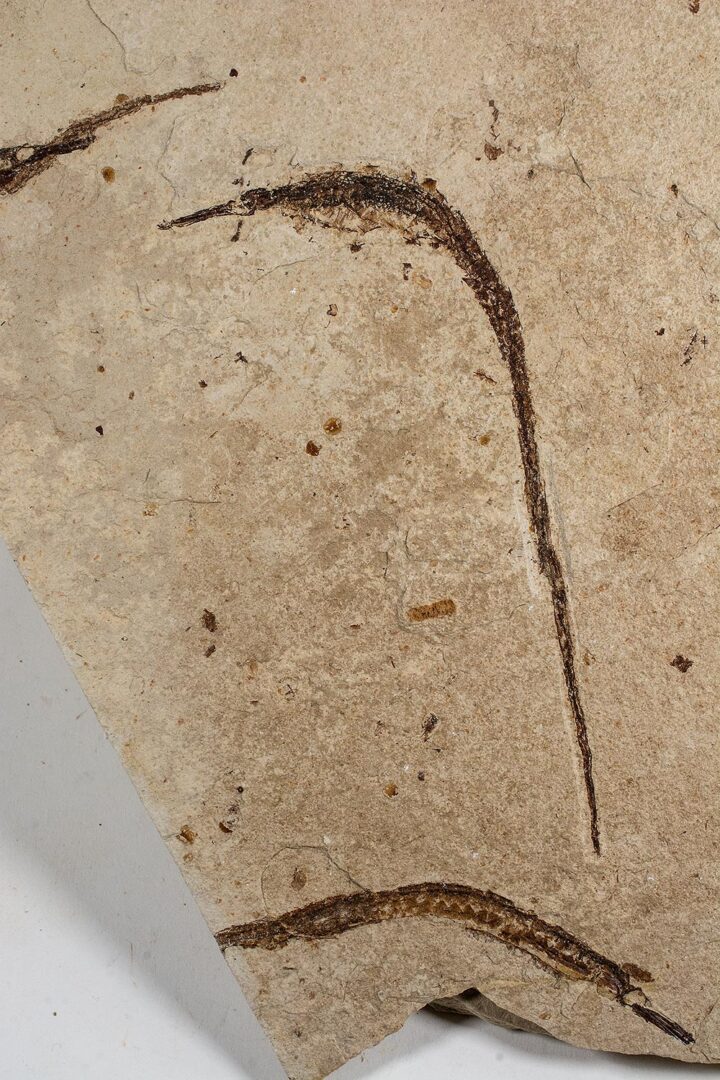 California pipefish - Syngnathus