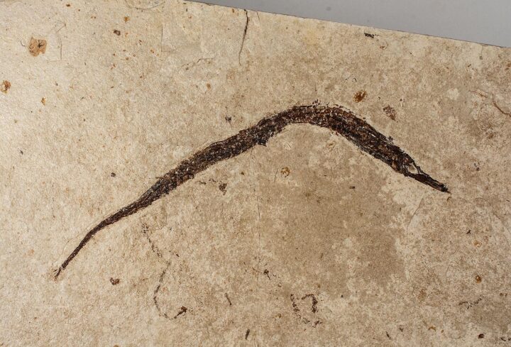 California pipefish - Syngnathus