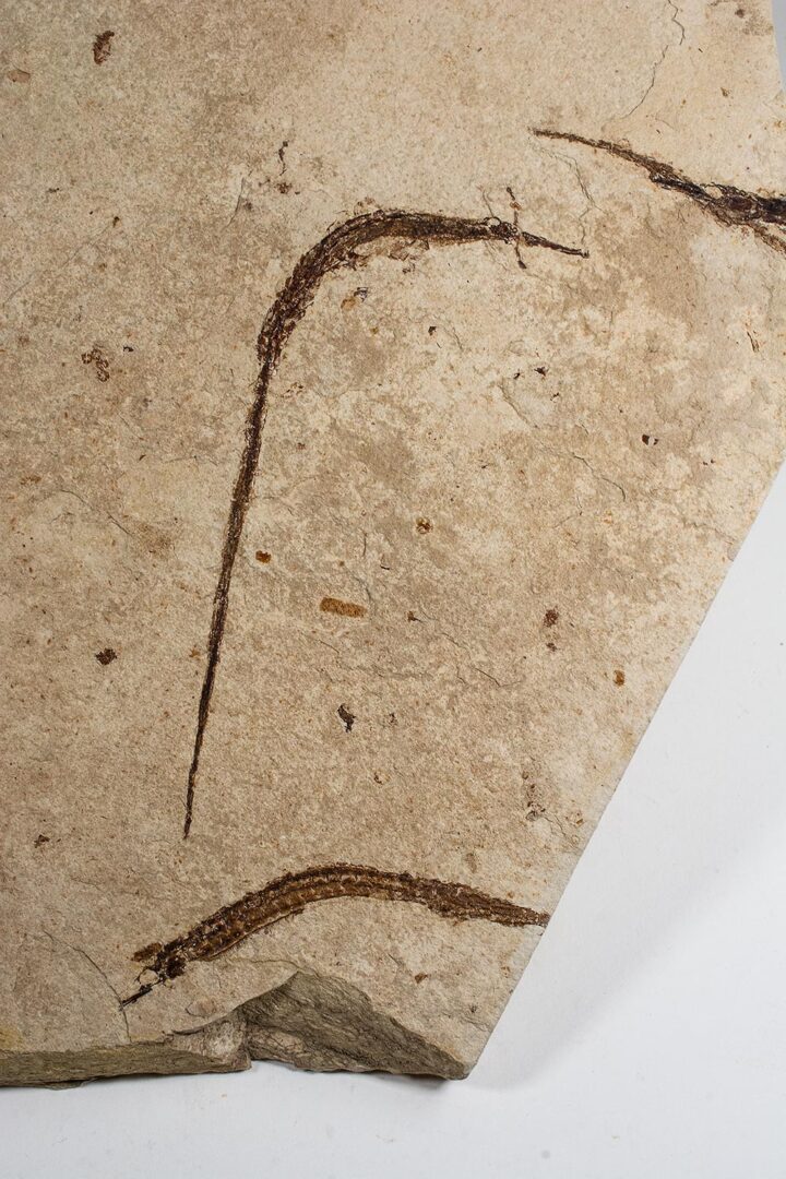 California pipefish - Syngnathus