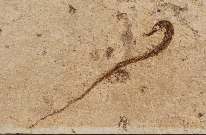 California pipefish - Syngnathus