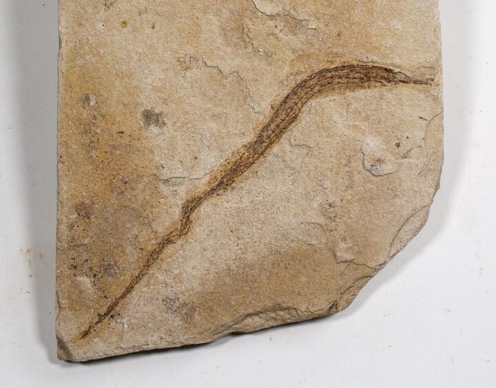 California pipefish - Syngnathus