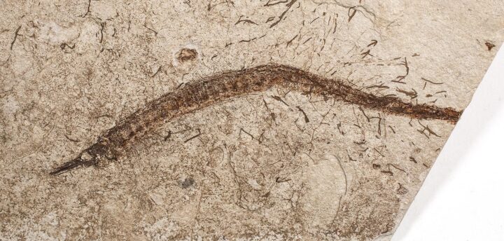 California pipefish - Syngnathus
