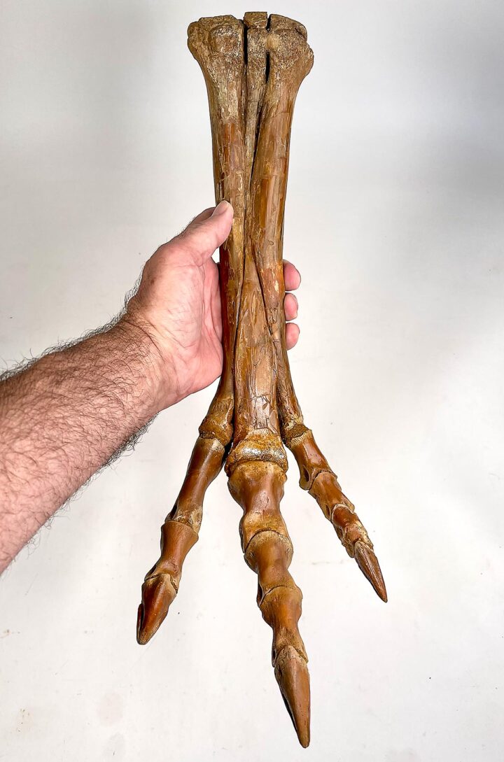 Hell Creek Theropod Dinosaur Foot, The Natural Canvas