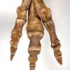 Hell Creek Theropod Dinosaur Foot, The Natural Canvas