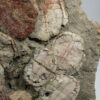 Huge Slab of Turtles - Annemys - Image 4