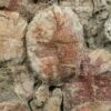 Huge Slab of Turtles - Annemys - Image 2