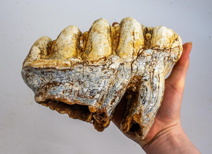 Texas gompothere tooth &#8211; Blancotherium, The Natural Canvas
