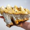 Texas gompothere tooth - Blancotherium - Image 2