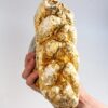 Texas gompothere tooth - Blancotherium - Image 3