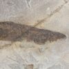 Rare Cretaceous Lamprey &#8211; Mesomyzon, The Natural Canvas