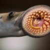 Rare Cretaceous Lamprey &#8211; Mesomyzon, The Natural Canvas