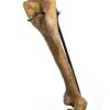 Tyrannosaur Leg &#8211; Tarbosaurus bataar, The Natural Canvas