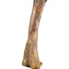 Tyrannosaur Leg &#8211; Tarbosaurus bataar, The Natural Canvas