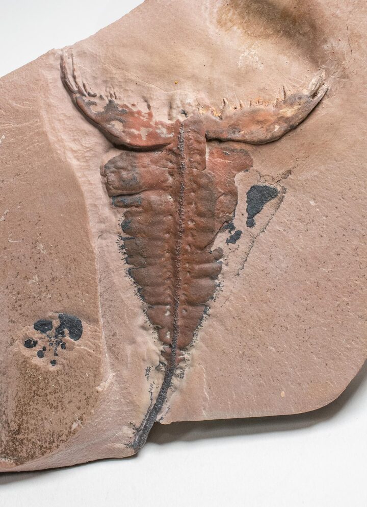 New to science! - Predatory lobopod Mobulavermis
