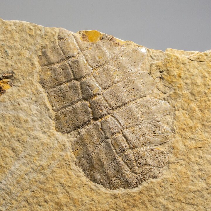 Eocene Baby Turtle, The Natural Canvas