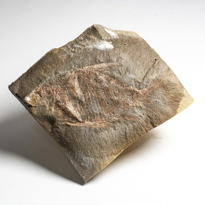 Bear Gulch Carboniferous fish &#8211; Aesopichthys, The Natural Canvas