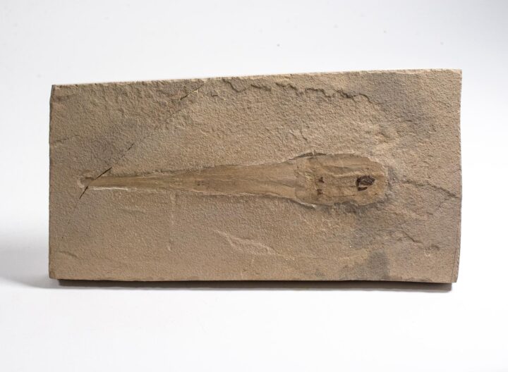 Orthoconic nautiloid with soft parts - Reticycloceras