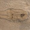 Orthoconic nautiloid with soft parts - Reticycloceras - Image 2