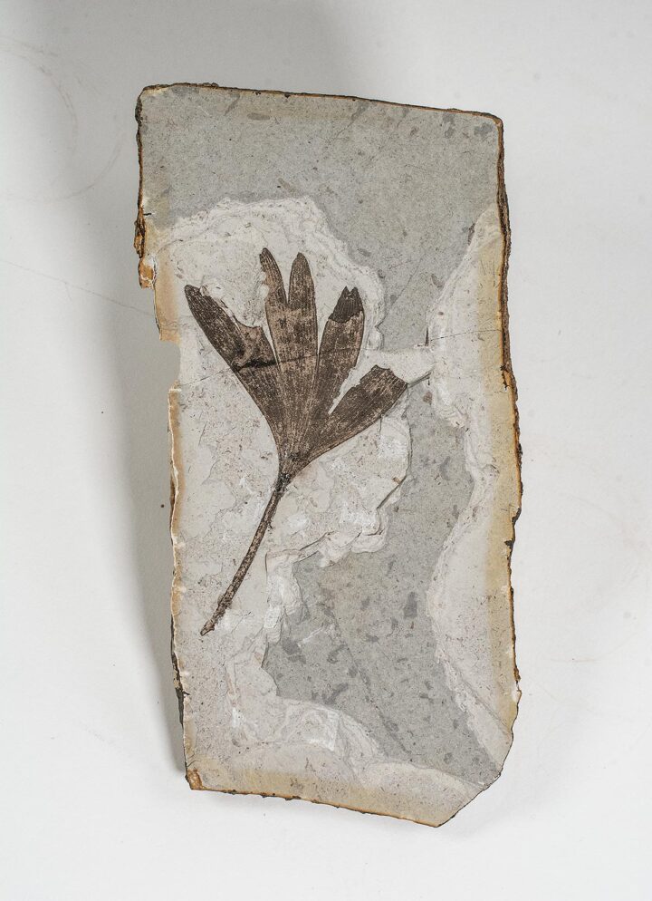 Cretaceous ginkgo - Ginkgoites