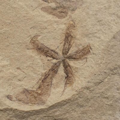 Eocene Flower - Astronium sp.