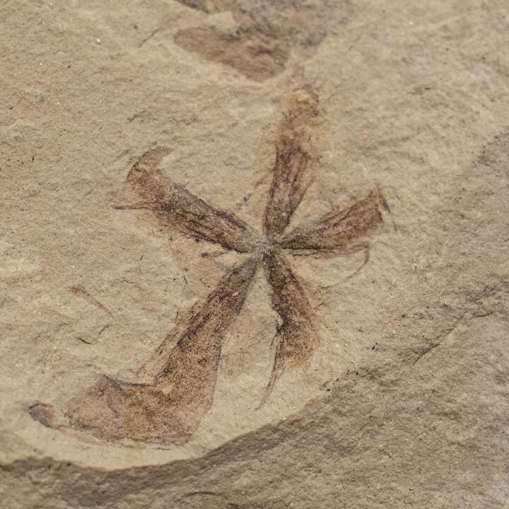 Eocene Flower &#8211; Astronium sp., The Natural Canvas