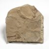 Eocene Flower - Astronium sp. - Image 2