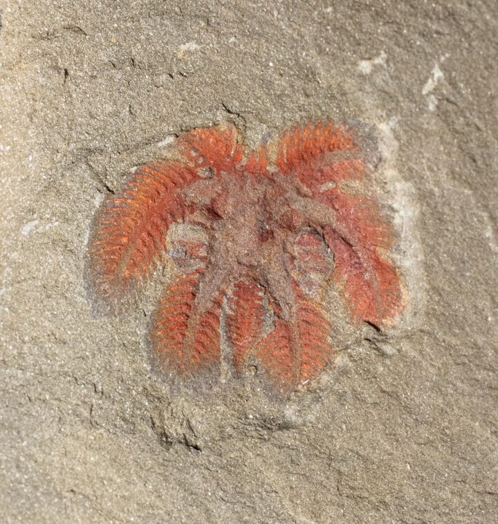 Marrellamorph Arthropod - Furca sp.