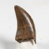 Dromaeosaur tooth - Acheroraptor - Image 2